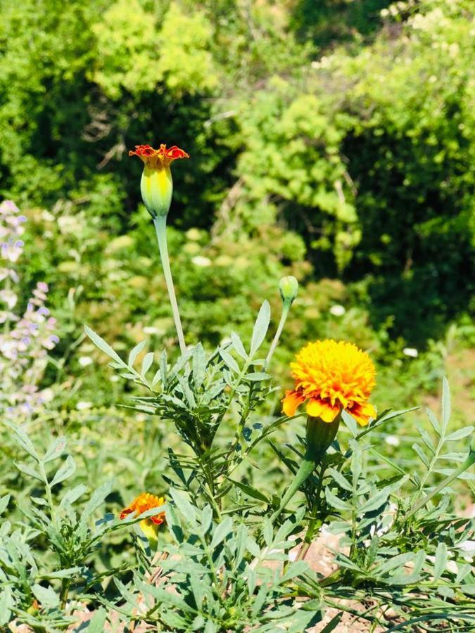 Guest House Qafe Dardha - Tomorr National Park Qafe Dardhe エクステリア 写真